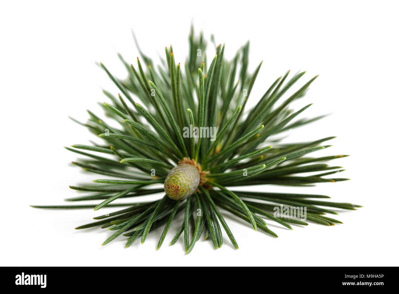 Ramo di pino con bud isolato su bianco Foto Stock