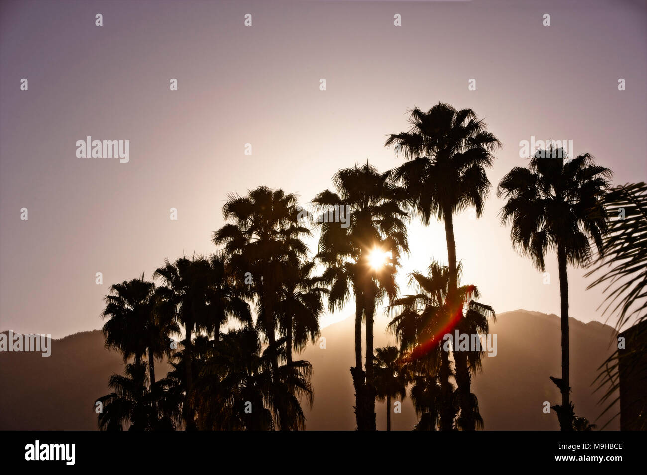 Alberi di palma in Mojave stagliano dal deserto del tramonto nel Parco nazionale di Joshua Tree Foto Stock