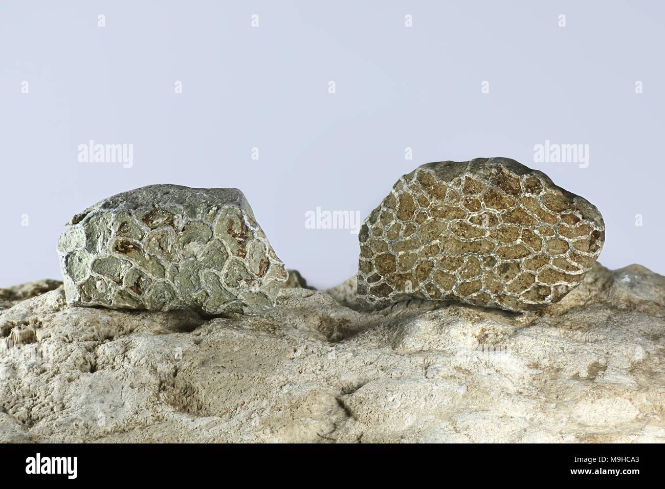 Catena Silurian corallo fossile Halysites (sp) da Saarenmaa Estonia Foto Stock