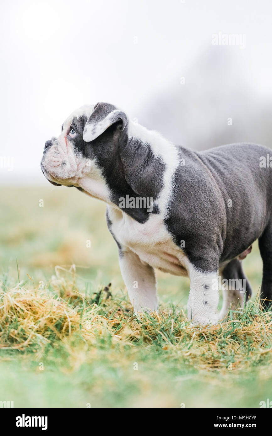 Blu / inglese British Bulldog cucciolo fuori per una passeggiata in campagna, REGNO UNITO Foto Stock