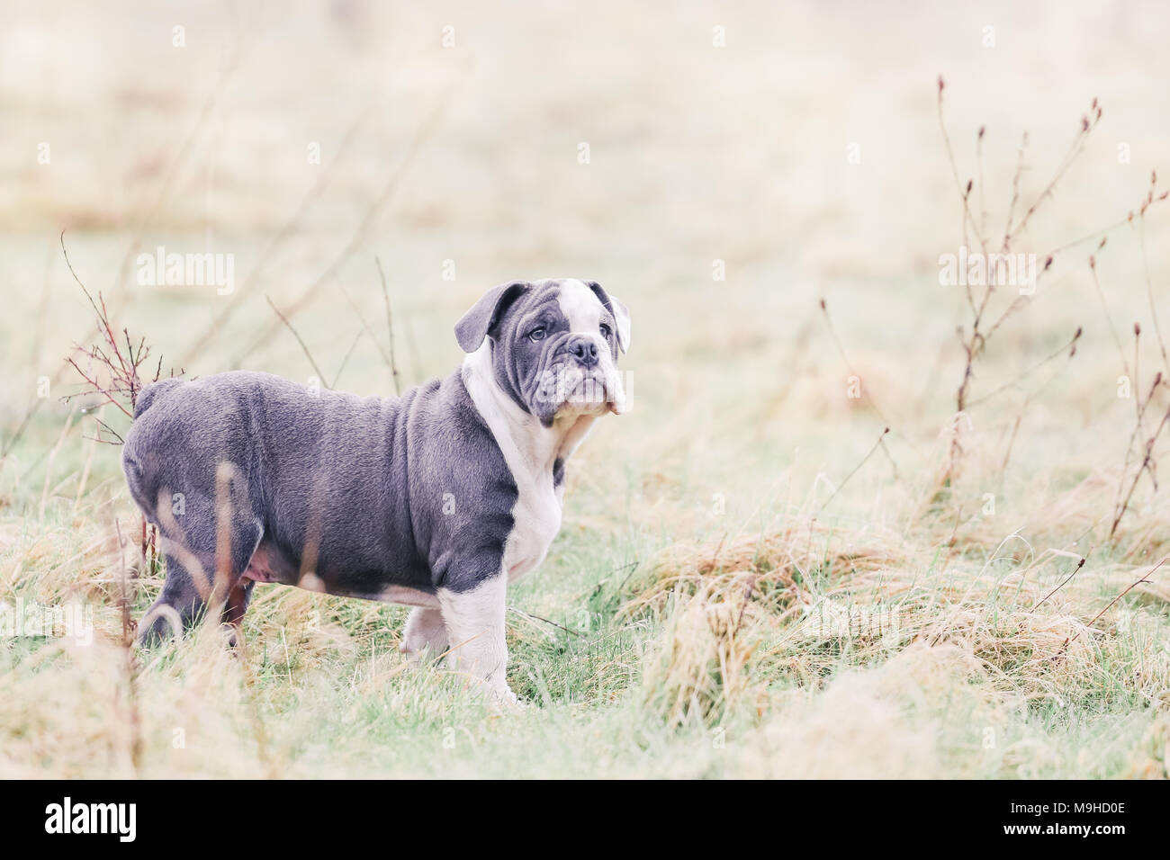 Blu / inglese British Bulldog cucciolo fuori per una passeggiata in campagna, REGNO UNITO Foto Stock