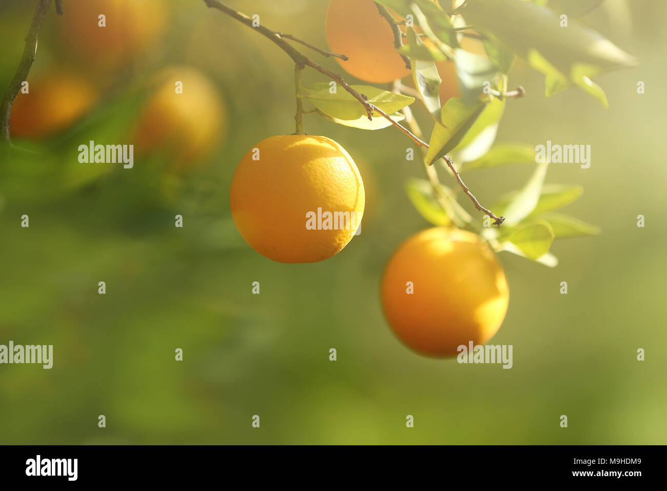 Close up arancio frutti con foglie di colore verde Foto Stock