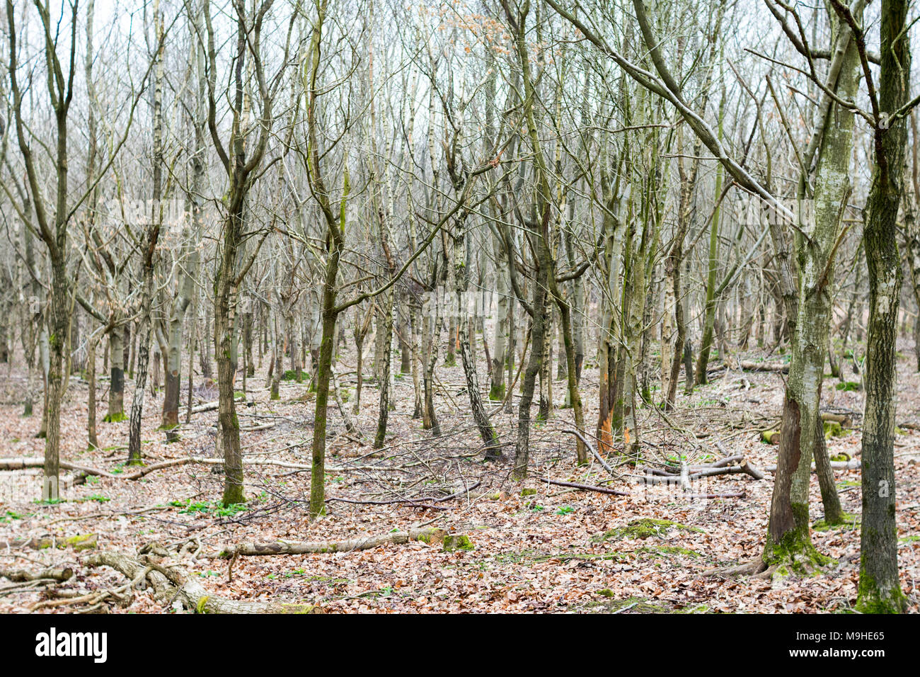 Ceduo di argento betulle e altri alberi giovani in primavera, con i cervi-tronchi danneggiati e un letto di foglie cadute, intorno a loro. Foto Stock
