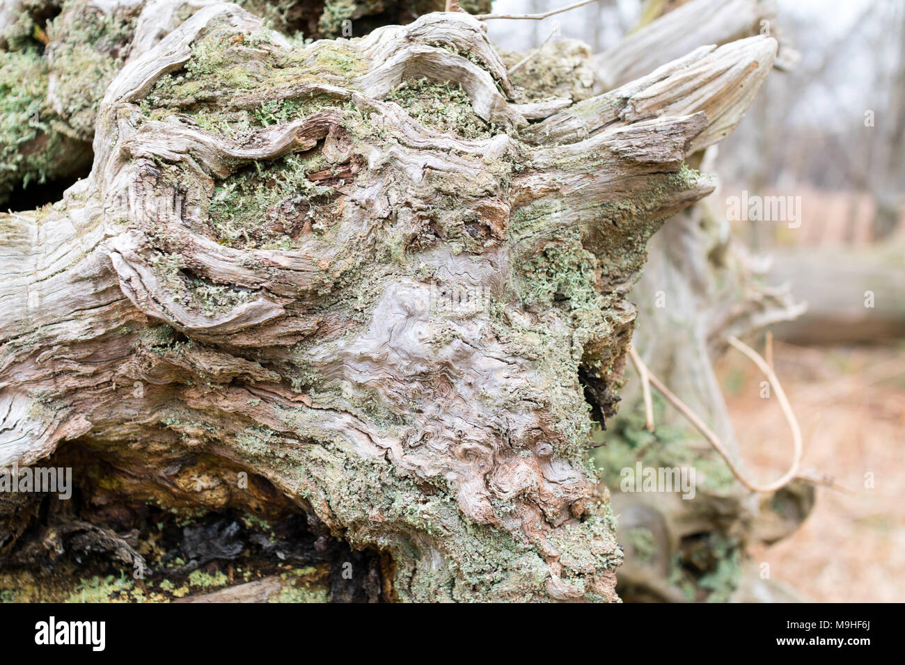 Nodose radici di albero e il moncone dalla caduta di una albero di castagno con MOSS, bracken e eroso il legno Foto Stock