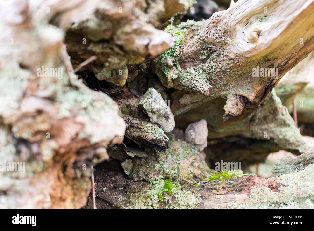 Nodose radici di albero e il moncone dalla caduta di una albero di castagno con MOSS, bracken e eroso il legno Foto Stock