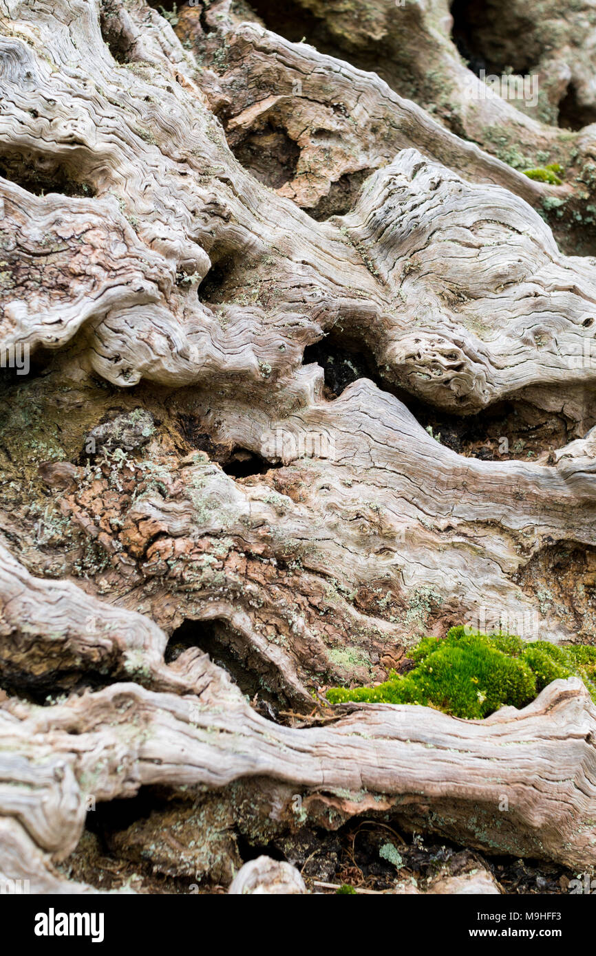 Nodose radici di albero e il moncone dalla caduta di una albero di castagno con MOSS, bracken e eroso il legno Foto Stock
