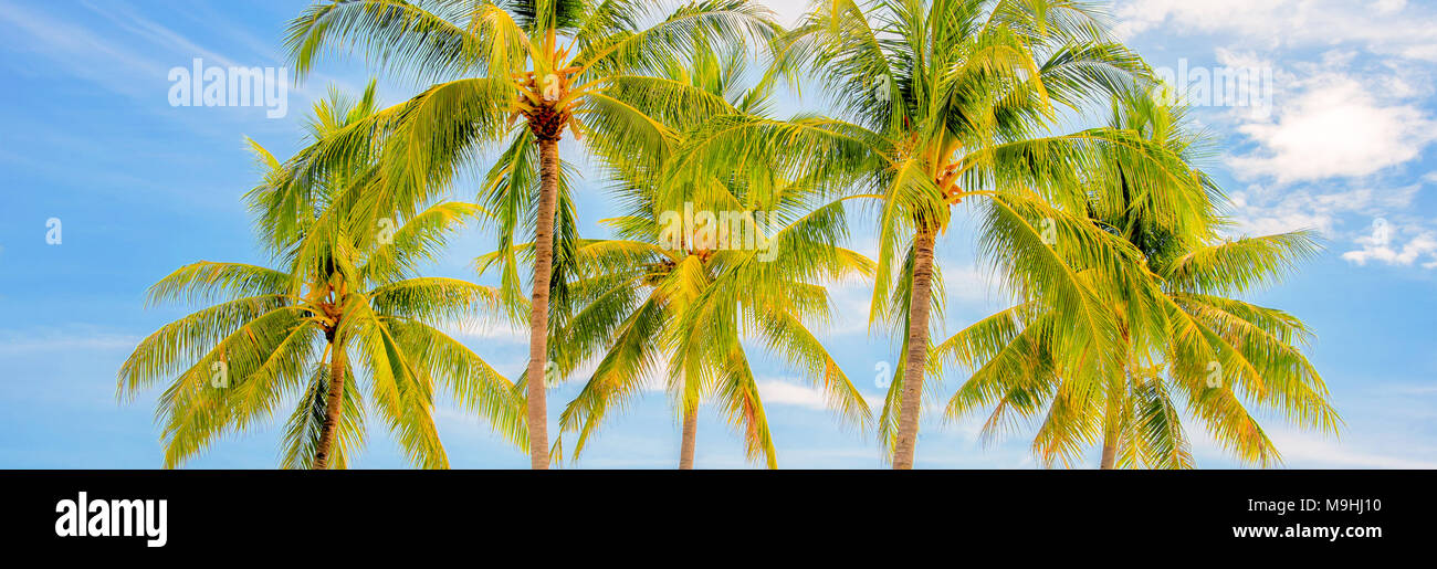 Gruppo di palme, panoramica estiva e concetto di viaggio Foto Stock