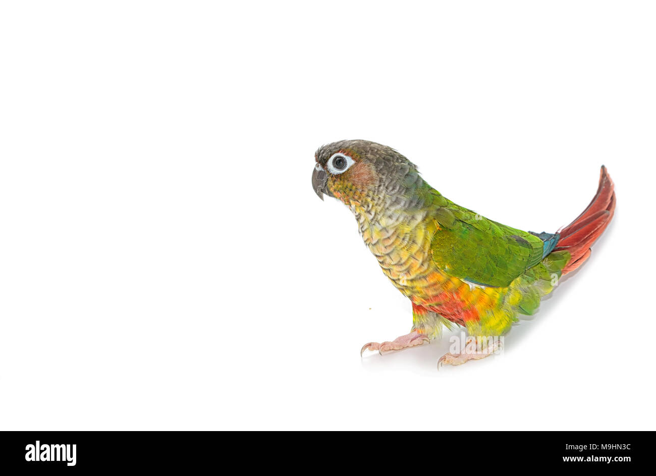 Verde-cheeked conure bird su sfondo bianco Foto Stock