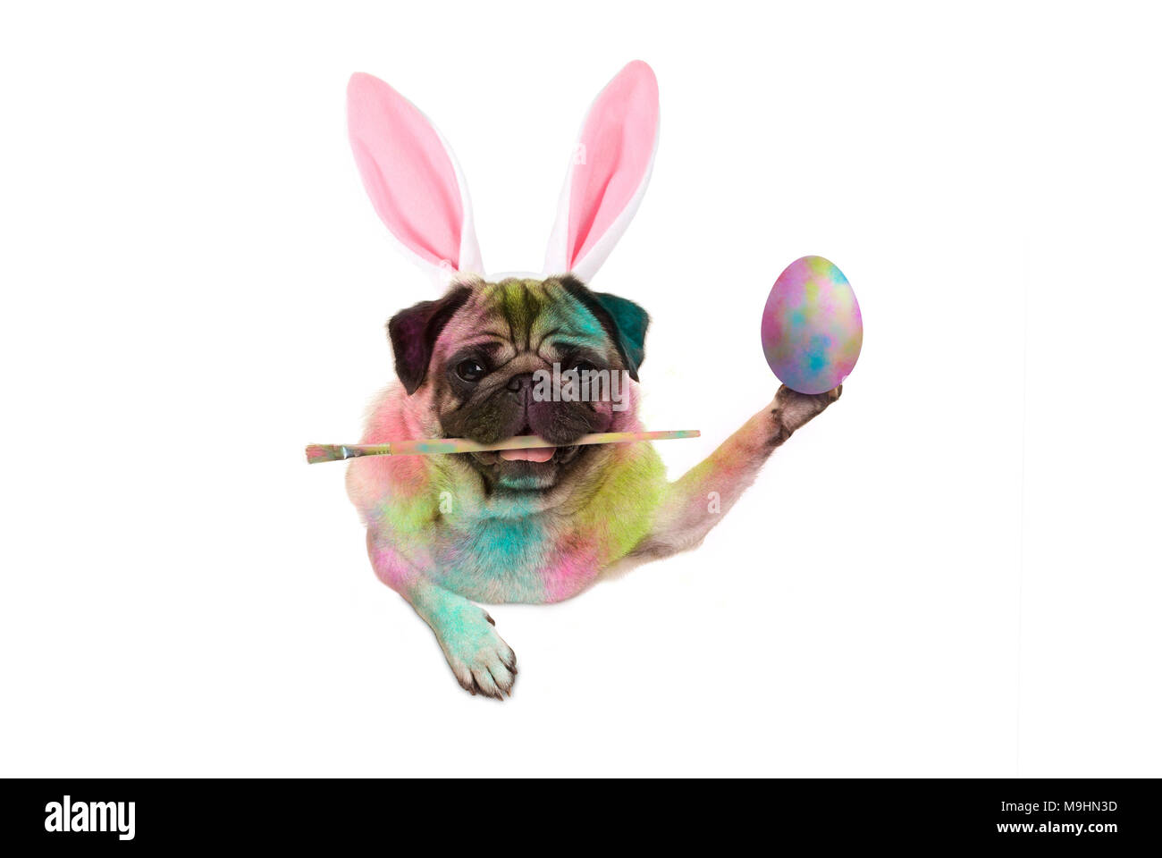Pasqua colorati pug dog bunny pittura delle uova di pasqua, tenendo il pennello, isolato su sfondo bianco Foto Stock