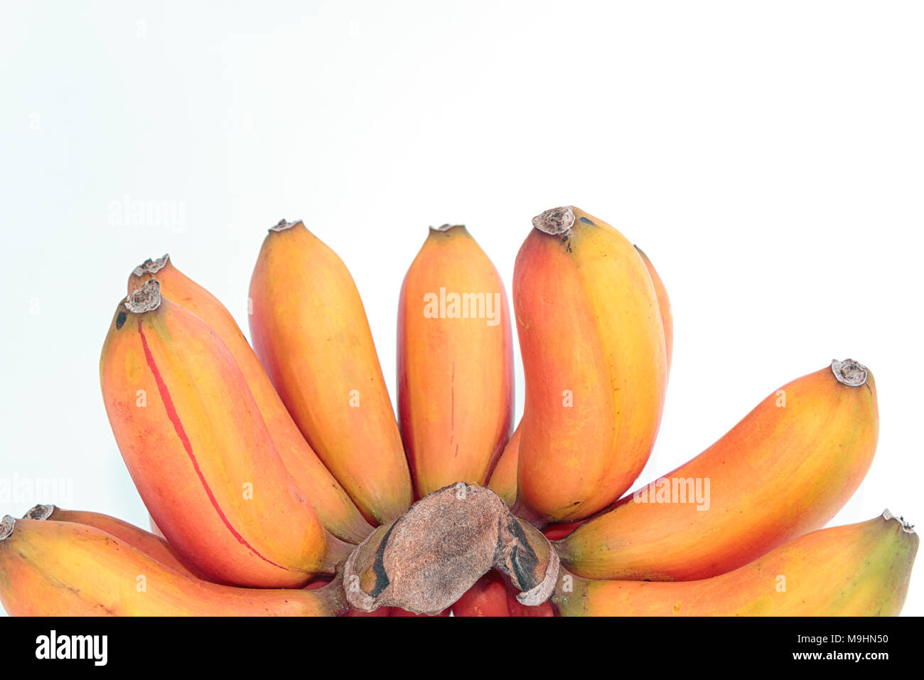 Banana rossa ,Musa banana (Musa paradisiaca) su bianco Foto Stock