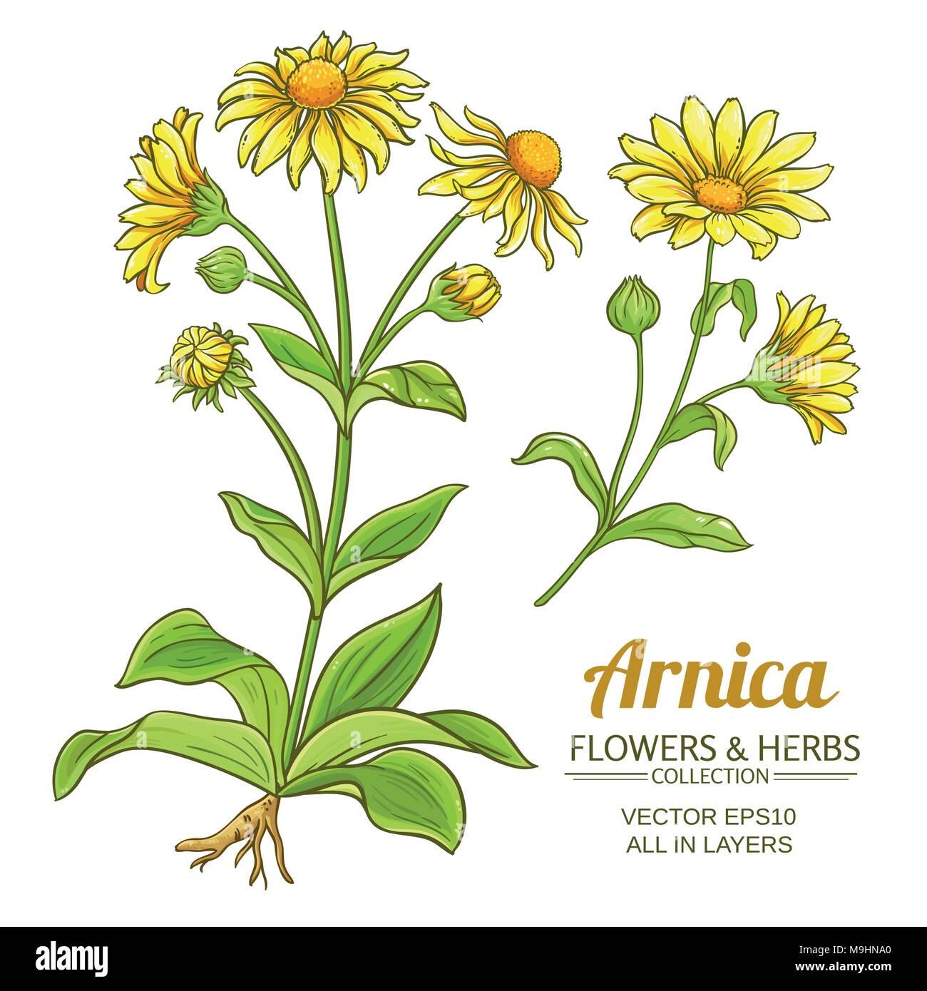 Arnica vettore impianto impostato su bianco sfondi Illustrazione Vettoriale