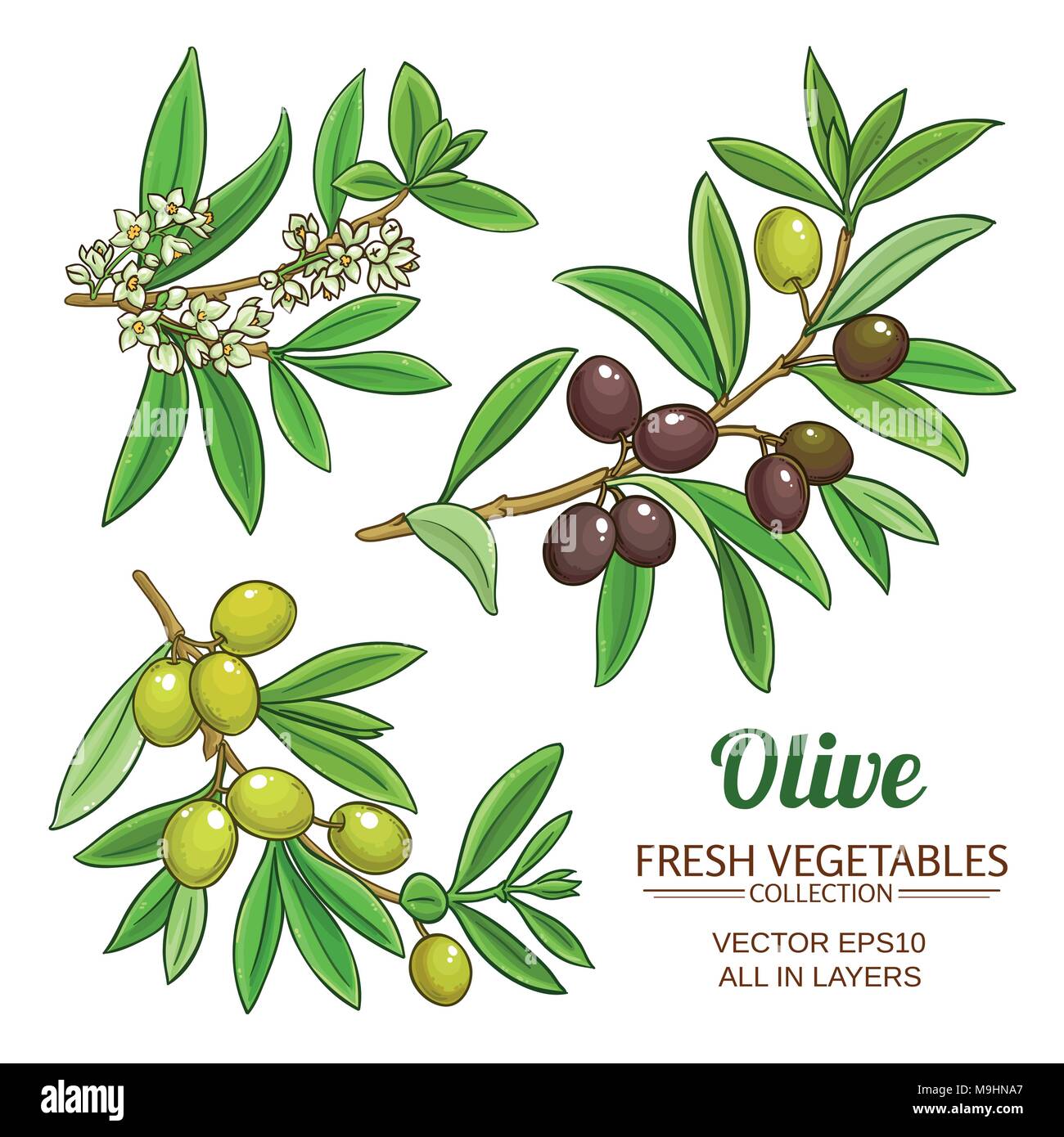 Rami di ulivo set vettore su sfondo bianco Illustrazione Vettoriale