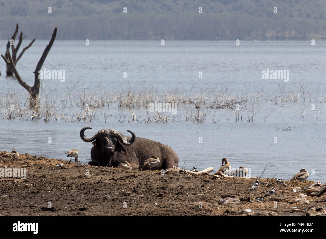 Bufalo africano che giace accanto alla riva del lago circondato da anatre Foto Stock
