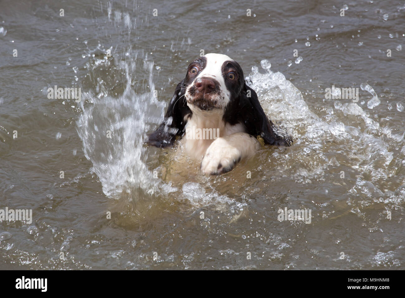 Bianco e Nero cucciolo di cane nuotare in acqua Foto Stock