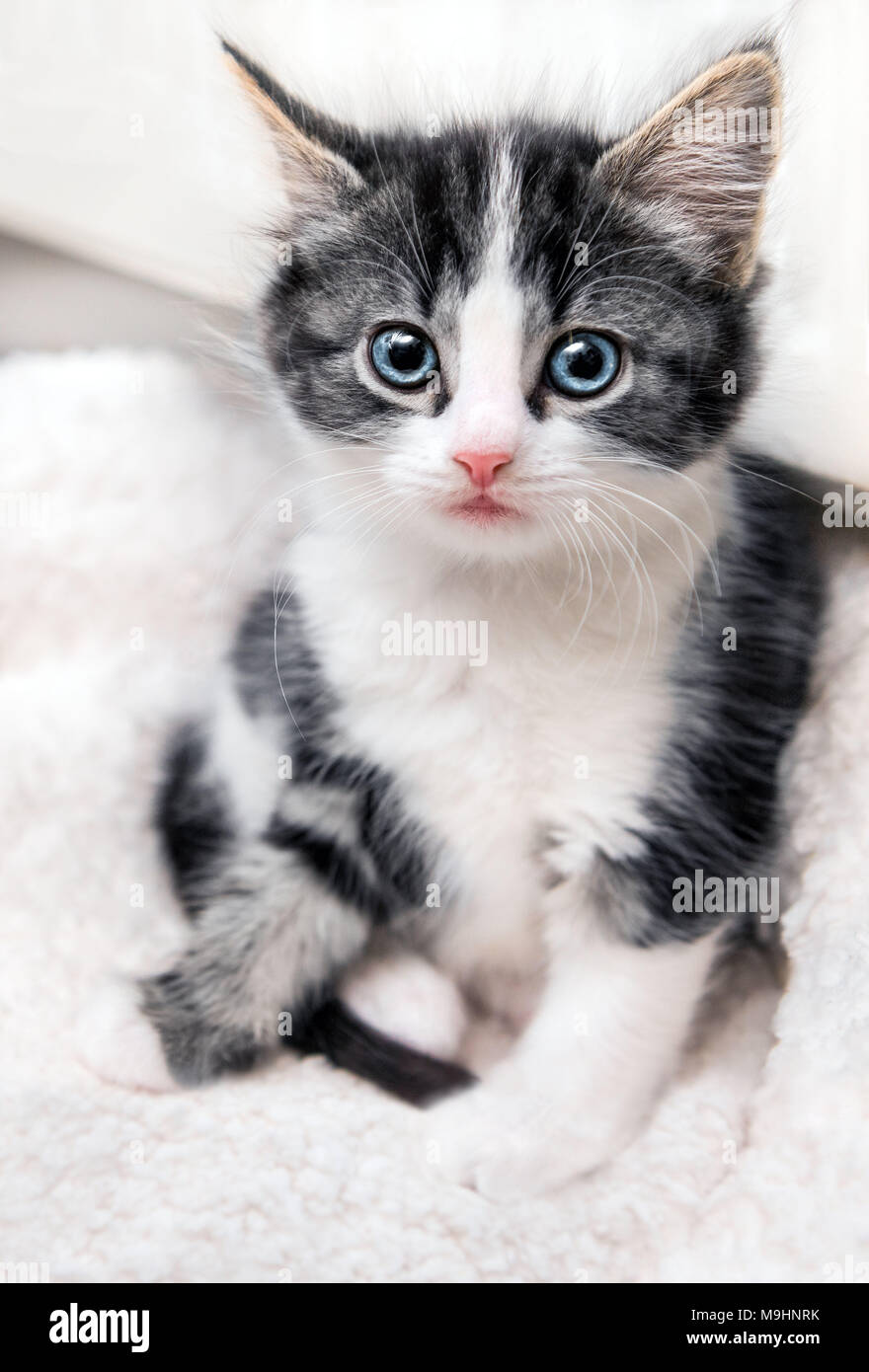 Carino assonnato gattino con gli occhi blu Foto Stock