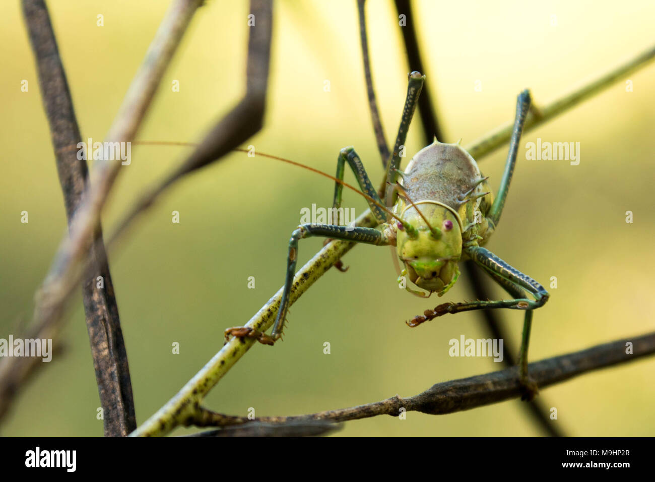 Micro colpo di Grasshopper dalla parte anteriore Foto Stock