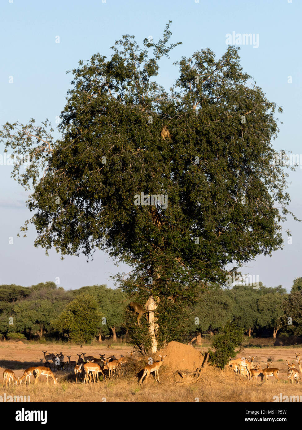 I babbuini e impala in ed intorno ad albero africano nel parco di safari Foto Stock