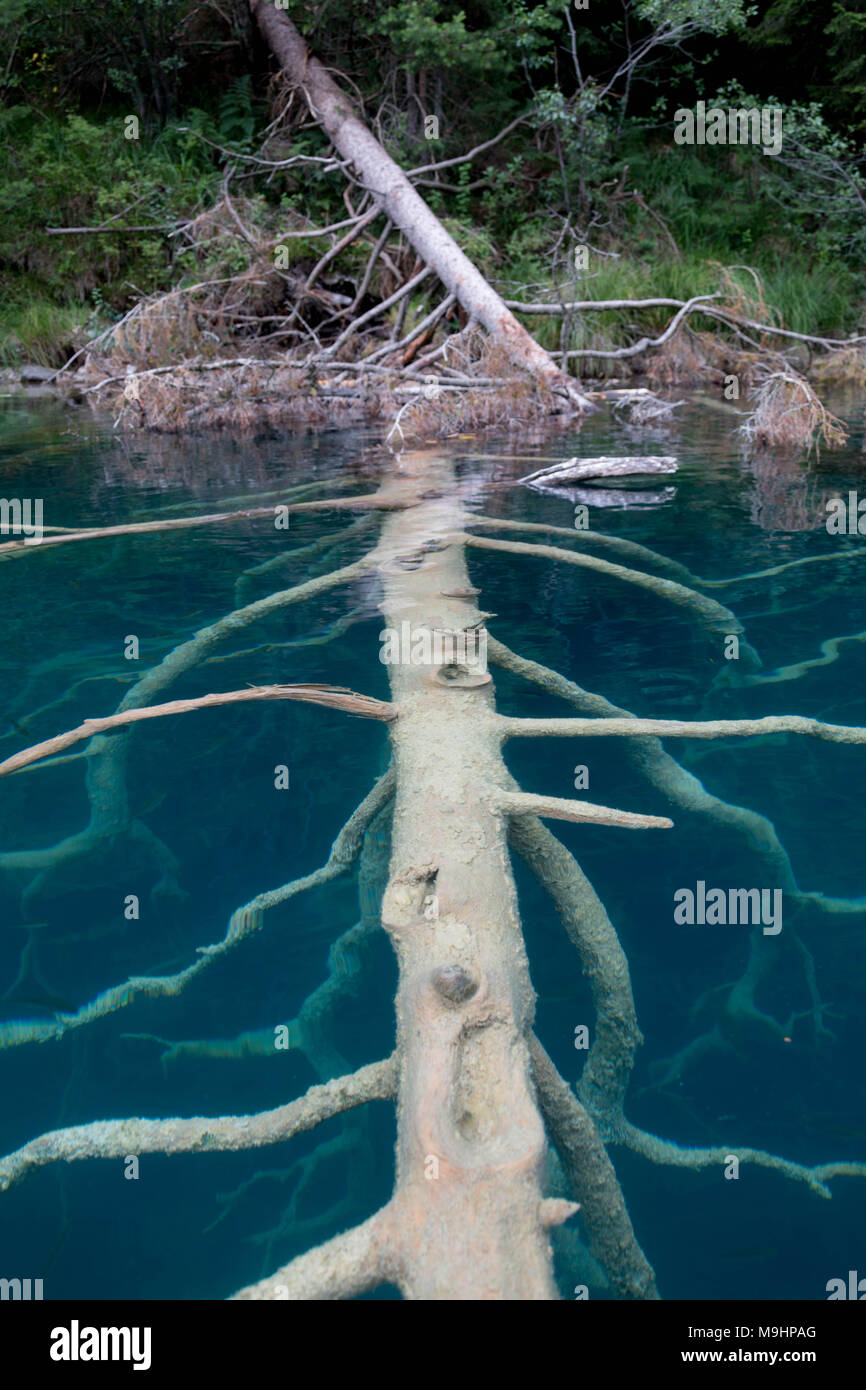 Dead, sommerse albero bianco in acqua Ice-Blue Foto Stock