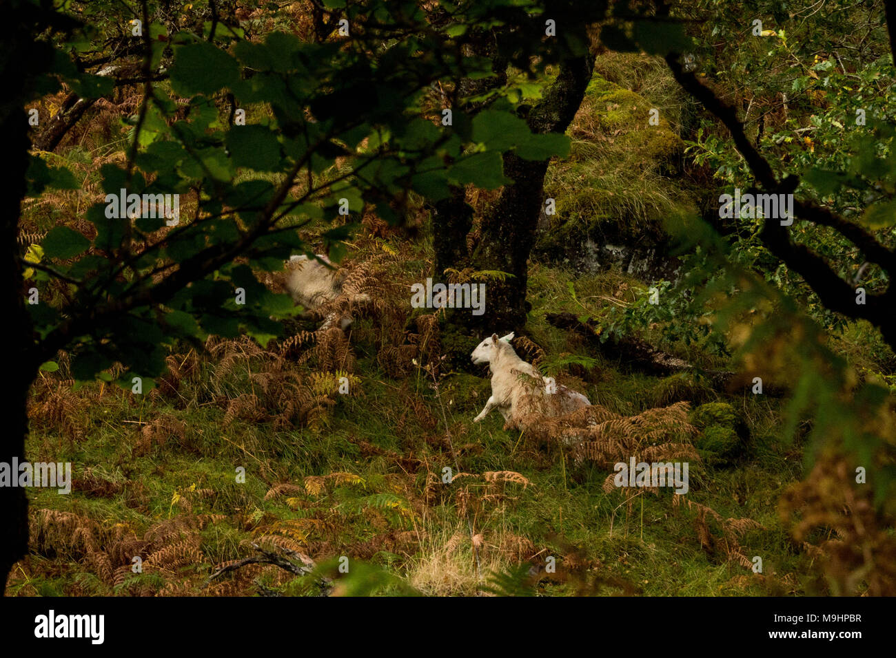 Pecore bianche nel mistero verde foresta Foto Stock