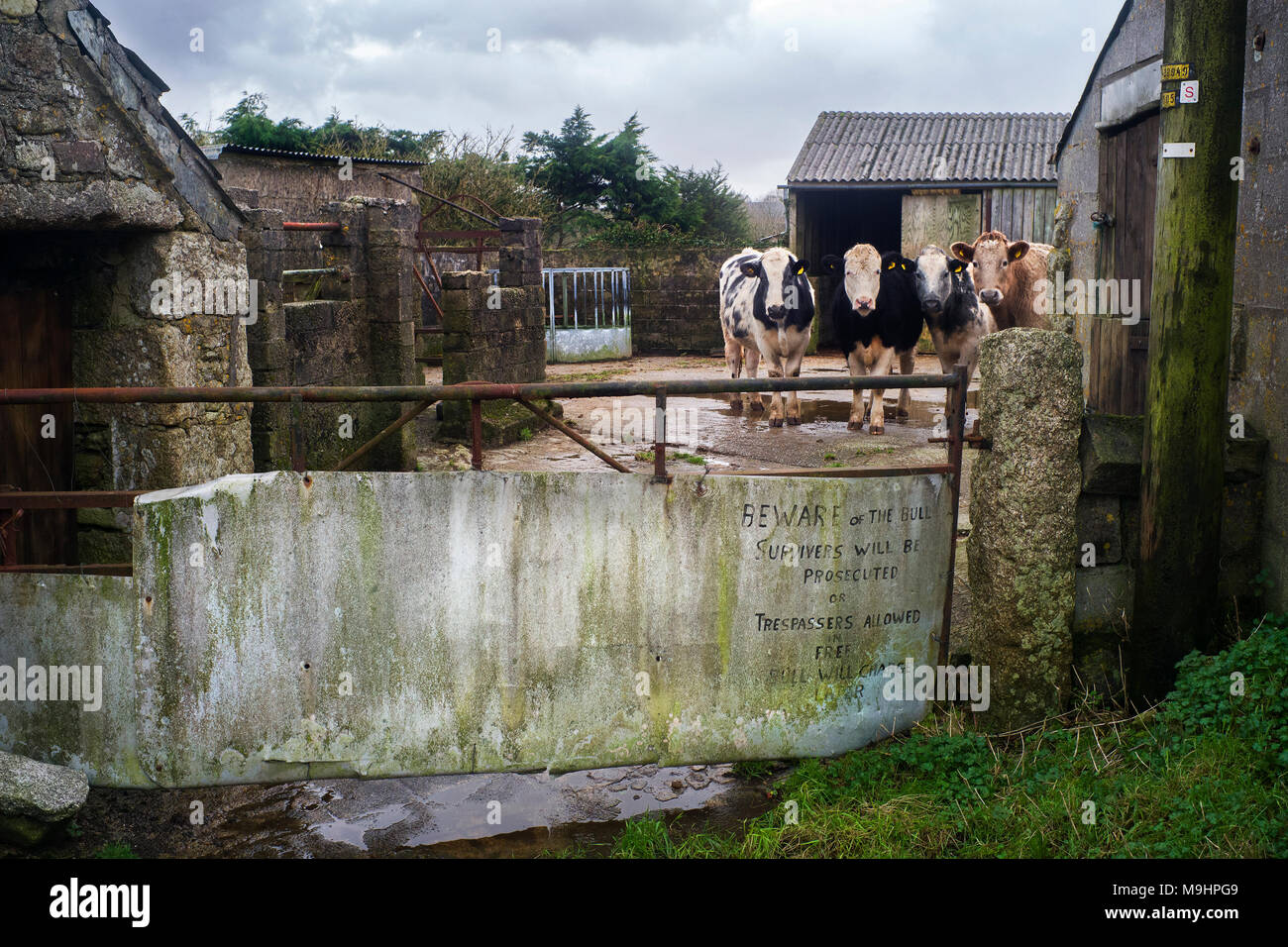 Funny Farm yard sign .'attenzione al toro, i sopravvissuti saranno perseguiti o i trasgressori ammessi gratuitamente, toro verrà addebitato più tardi Foto Stock