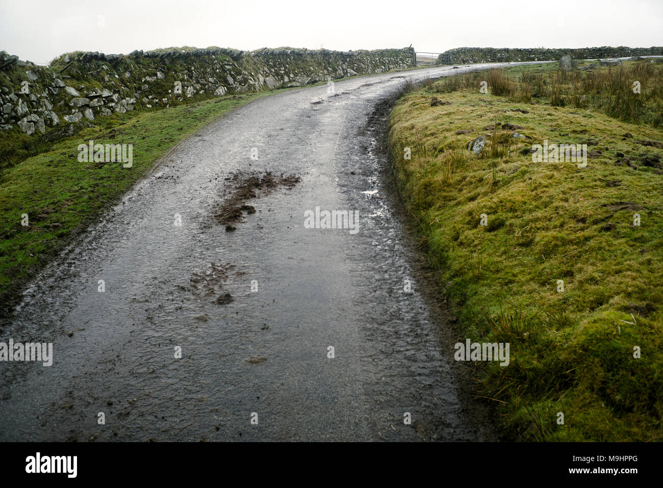 Tranquilla strada di campagna della Cornovaglia. Cornish strada di campagna che conduce in lontananza, Foto Stock