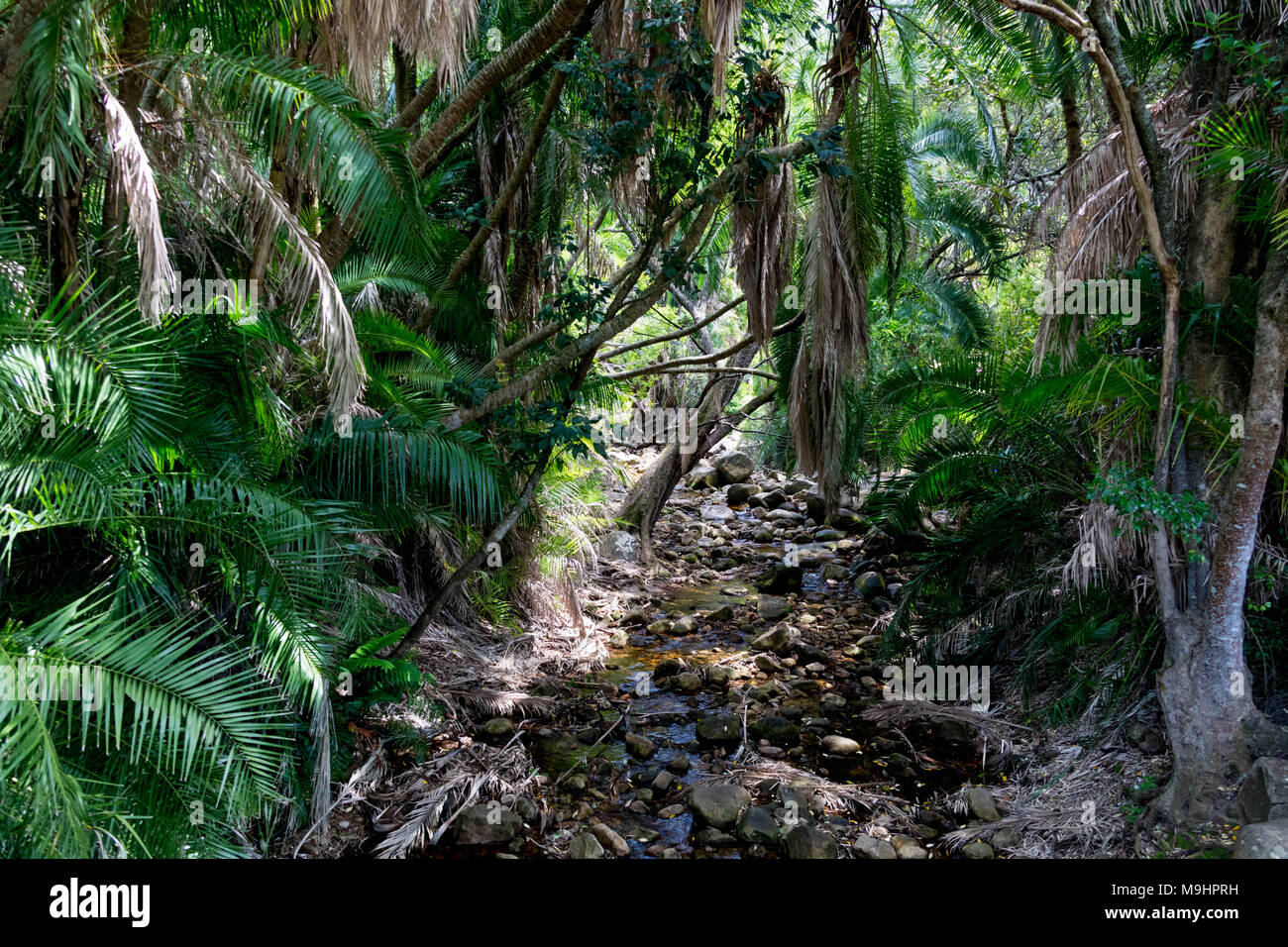 Foresta pluviale africana con foglie di palma e un piccolo ruscello Foto Stock