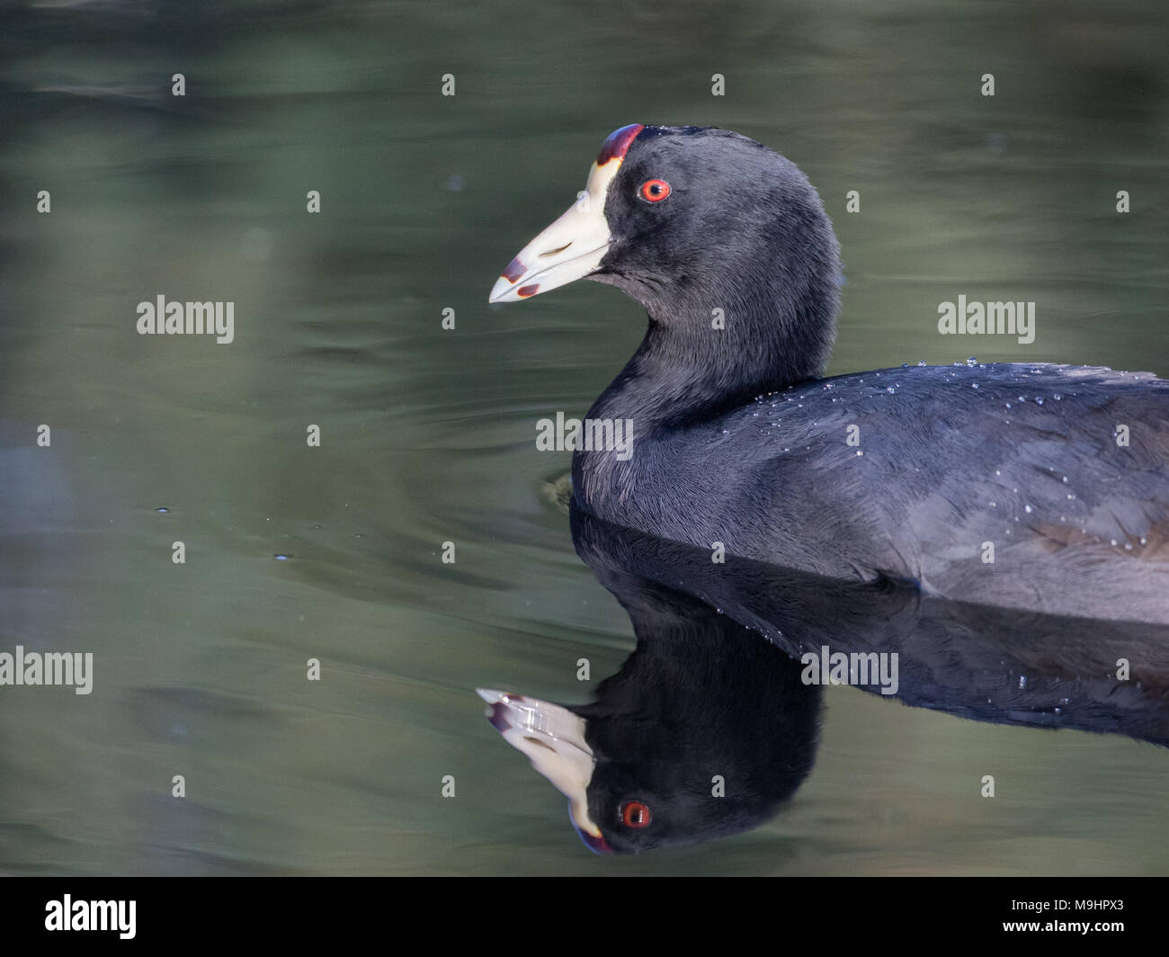 Ritratto di un American coot con riflesso nell' acqua scura. Foto Stock