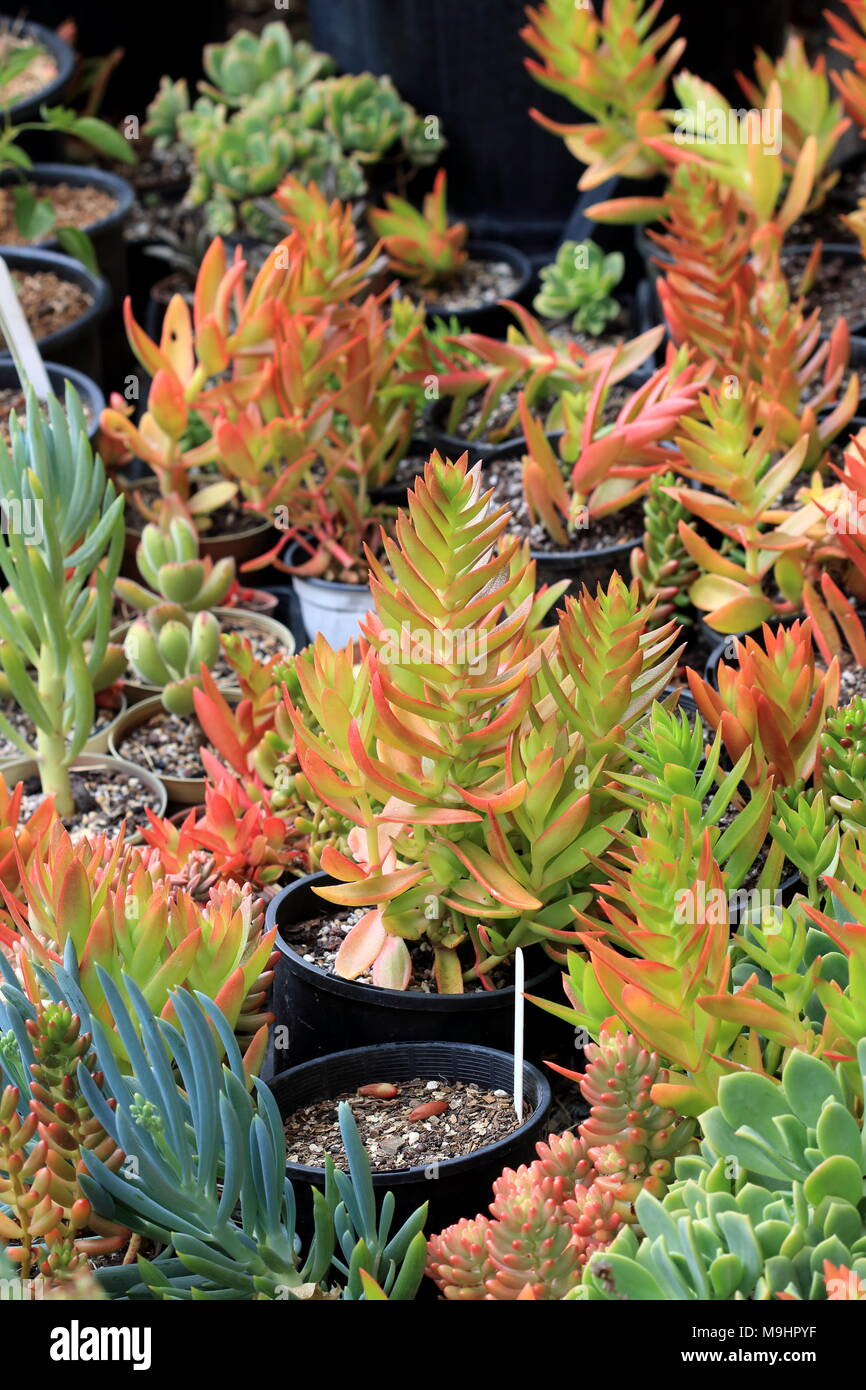 Misto di diverse varietà di succulenti tagli di piantare in un vaso Foto Stock