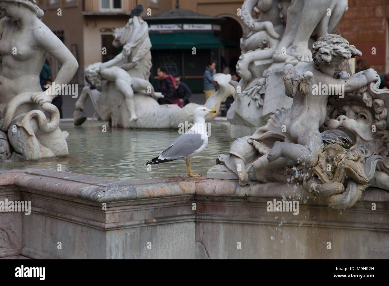 Gull sulla storica fontana Foto Stock