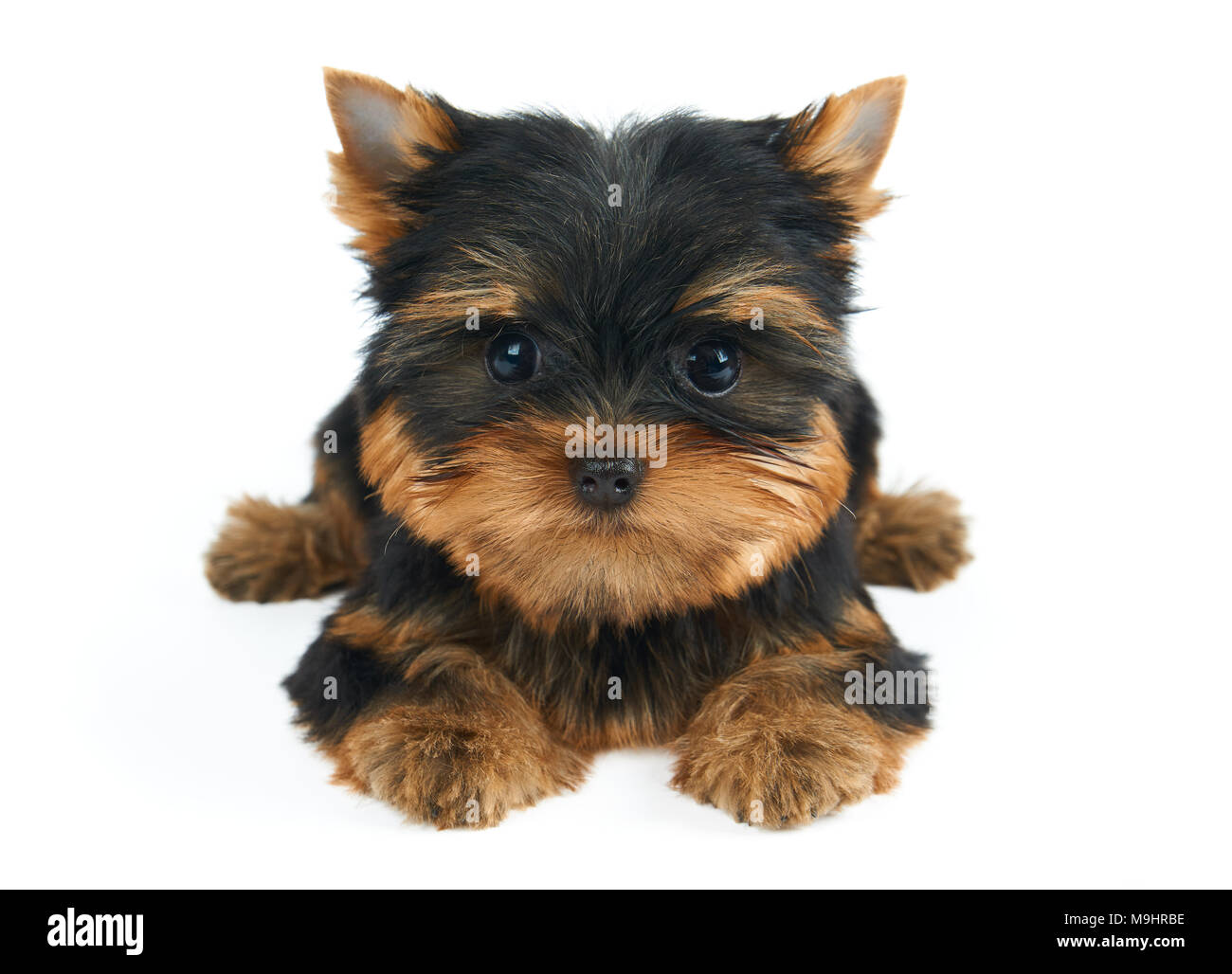 Piccolo e grazioso cucciolo di Yorkshire Terrier isolato su bianco Foto Stock