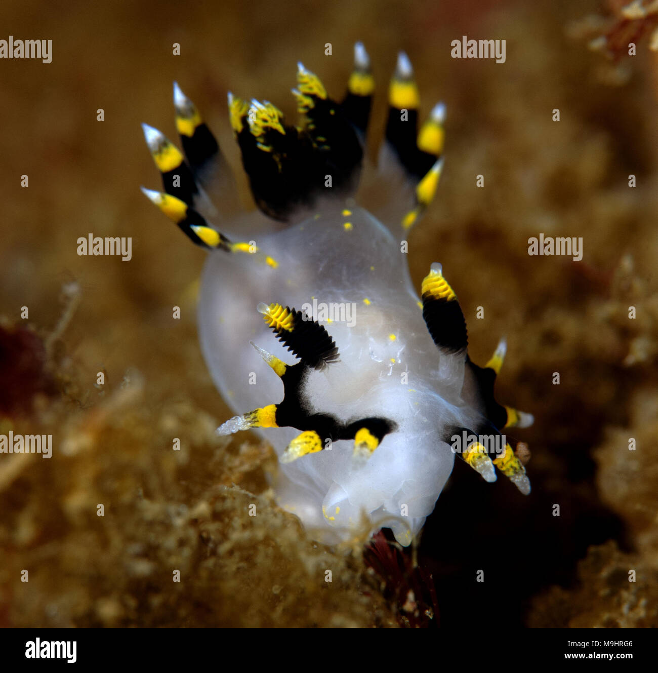 Polycera tricolore Foto Stock