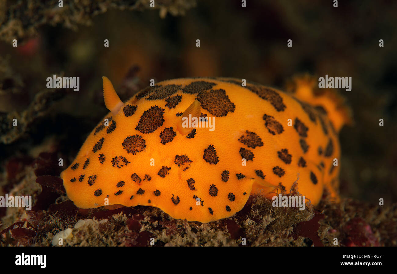 Peltodoris mullineri Foto Stock