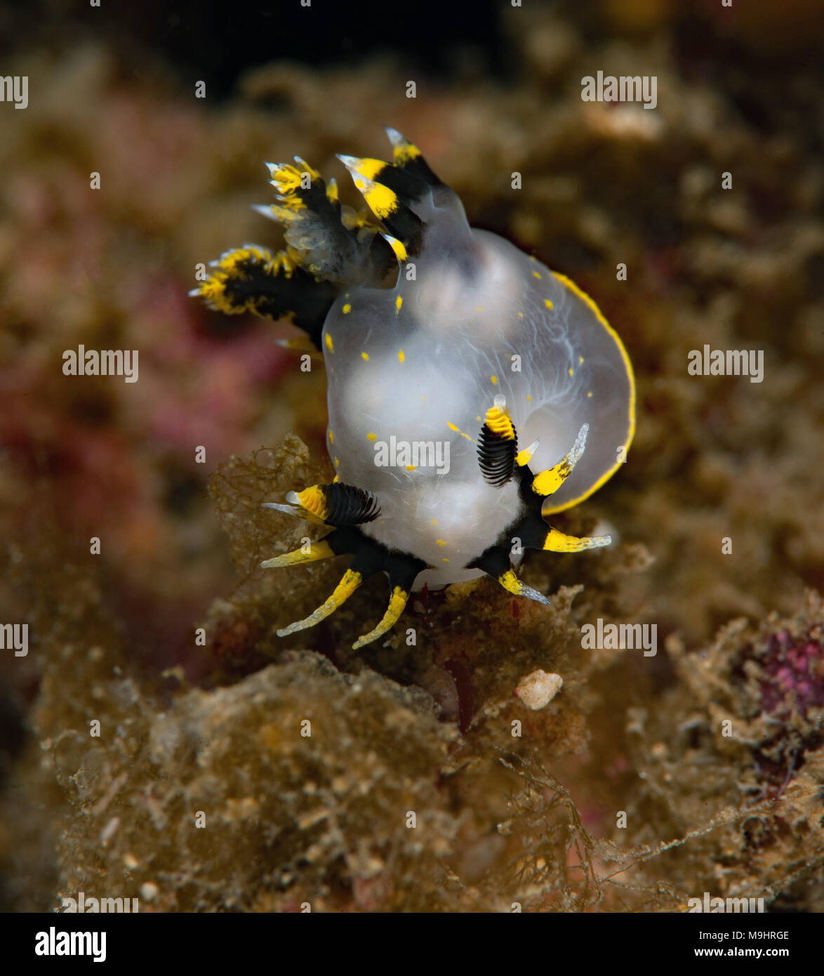 Polycera tricolore Foto Stock