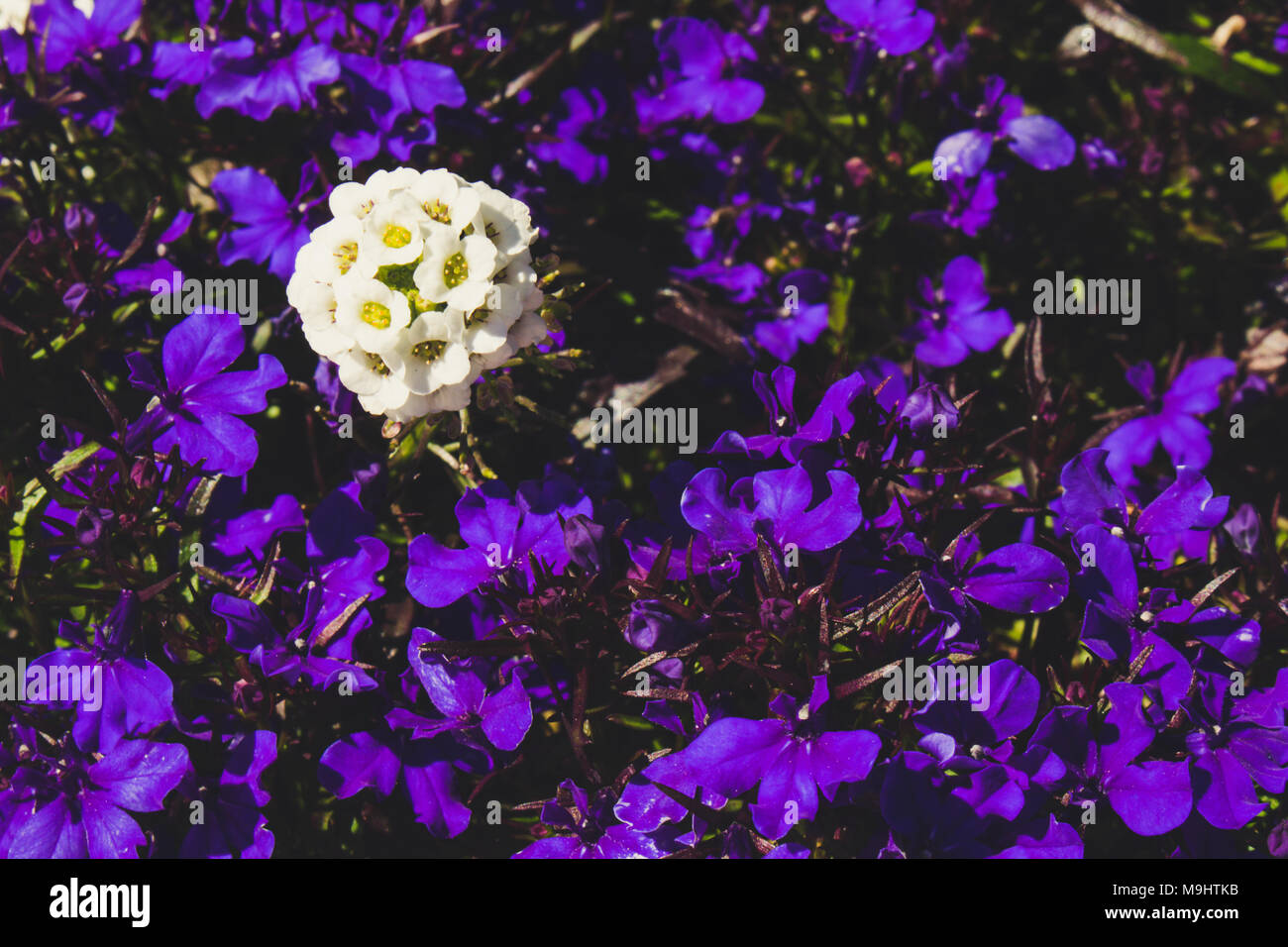 Fiori. Una boccola con viola e fiori bianchi. Foto Stock