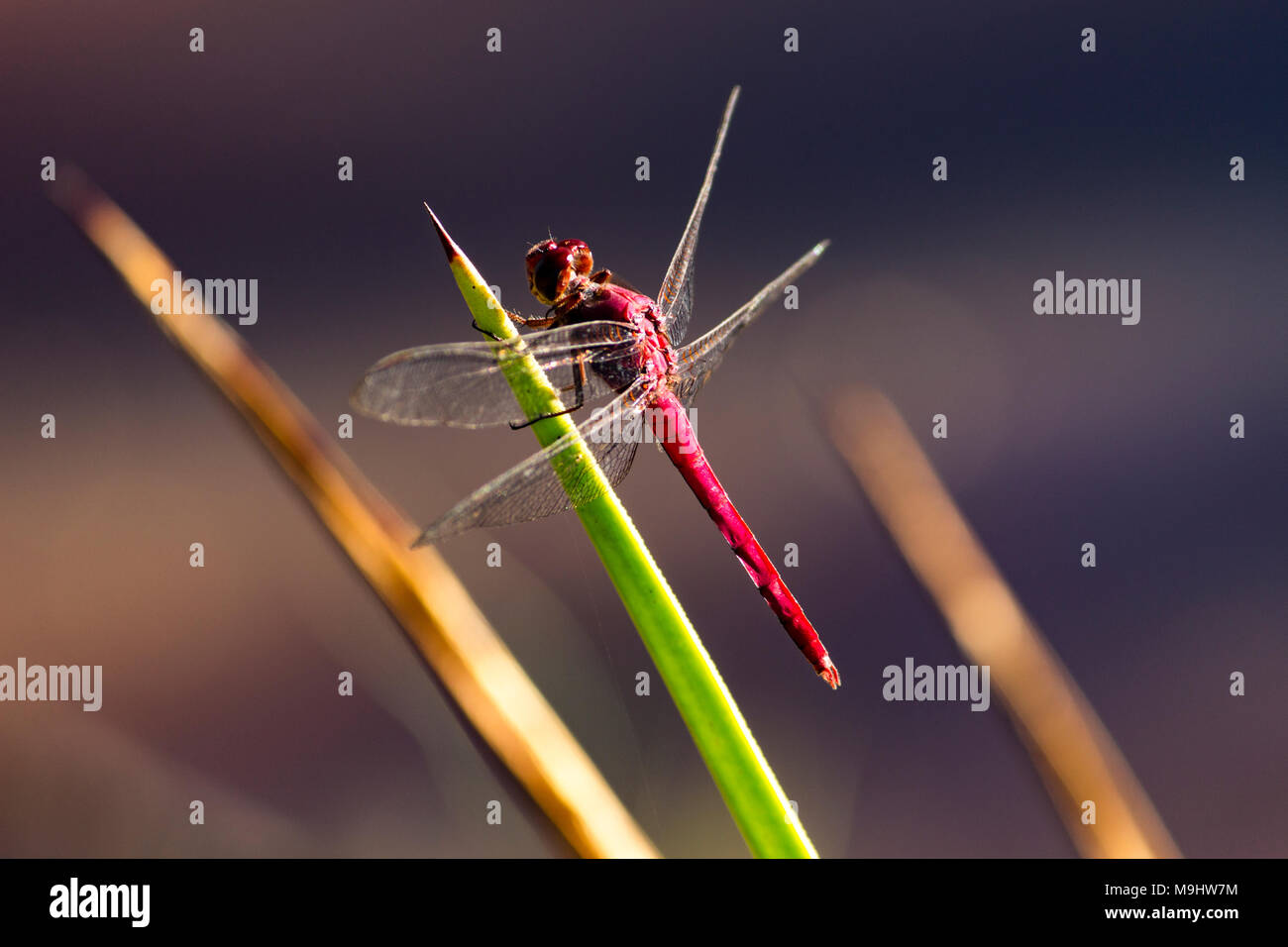 Libellula rossa Foto Stock