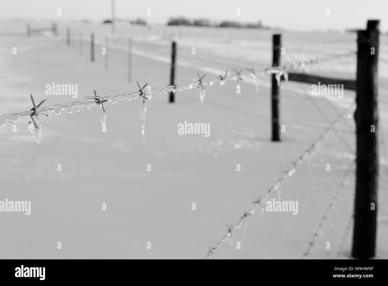 Ghiaccio su un filo spinato in bianco e nero, Iowa Foto Stock