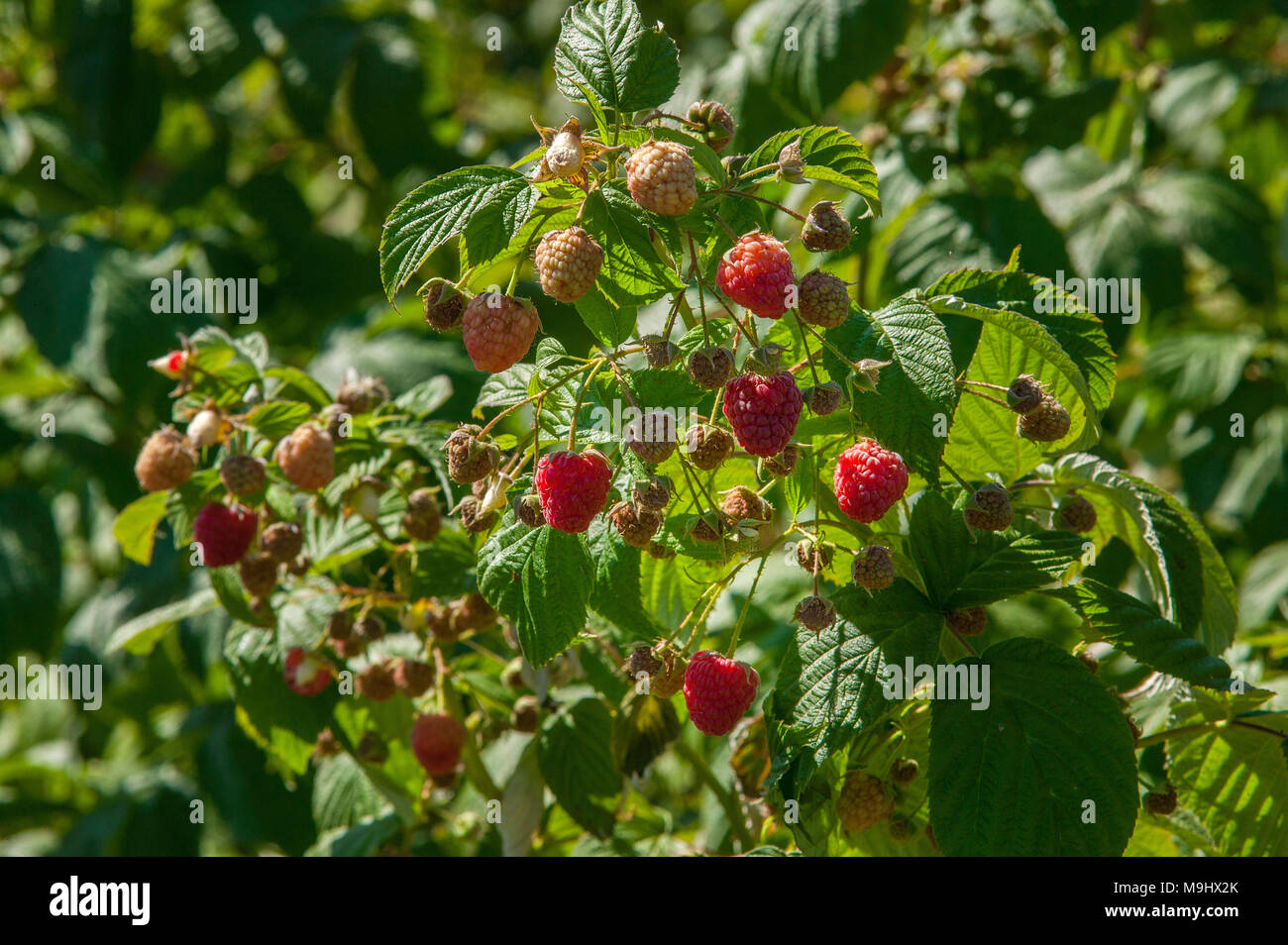 Rasberry bush Foto Stock