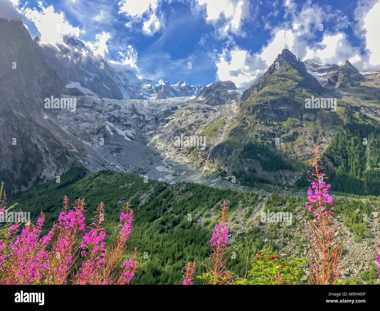 Miage glacier, rosa fireweeds, Valle d'Aosta, Italia Foto Stock