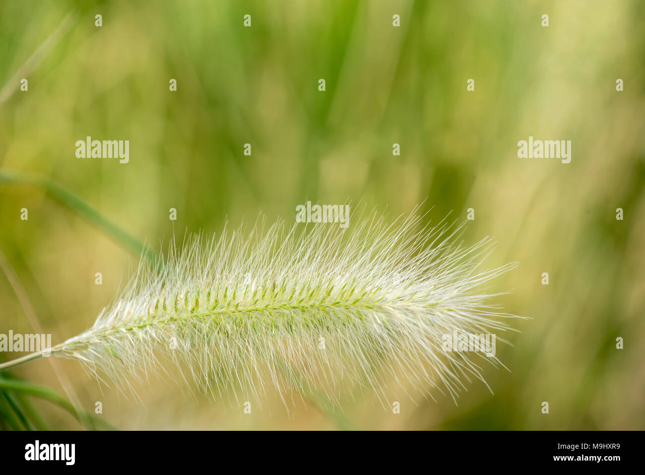 Pennisetum alopecuroides talvolta noto come Pennstripe, un australiano non invasivi di erba Foto Stock