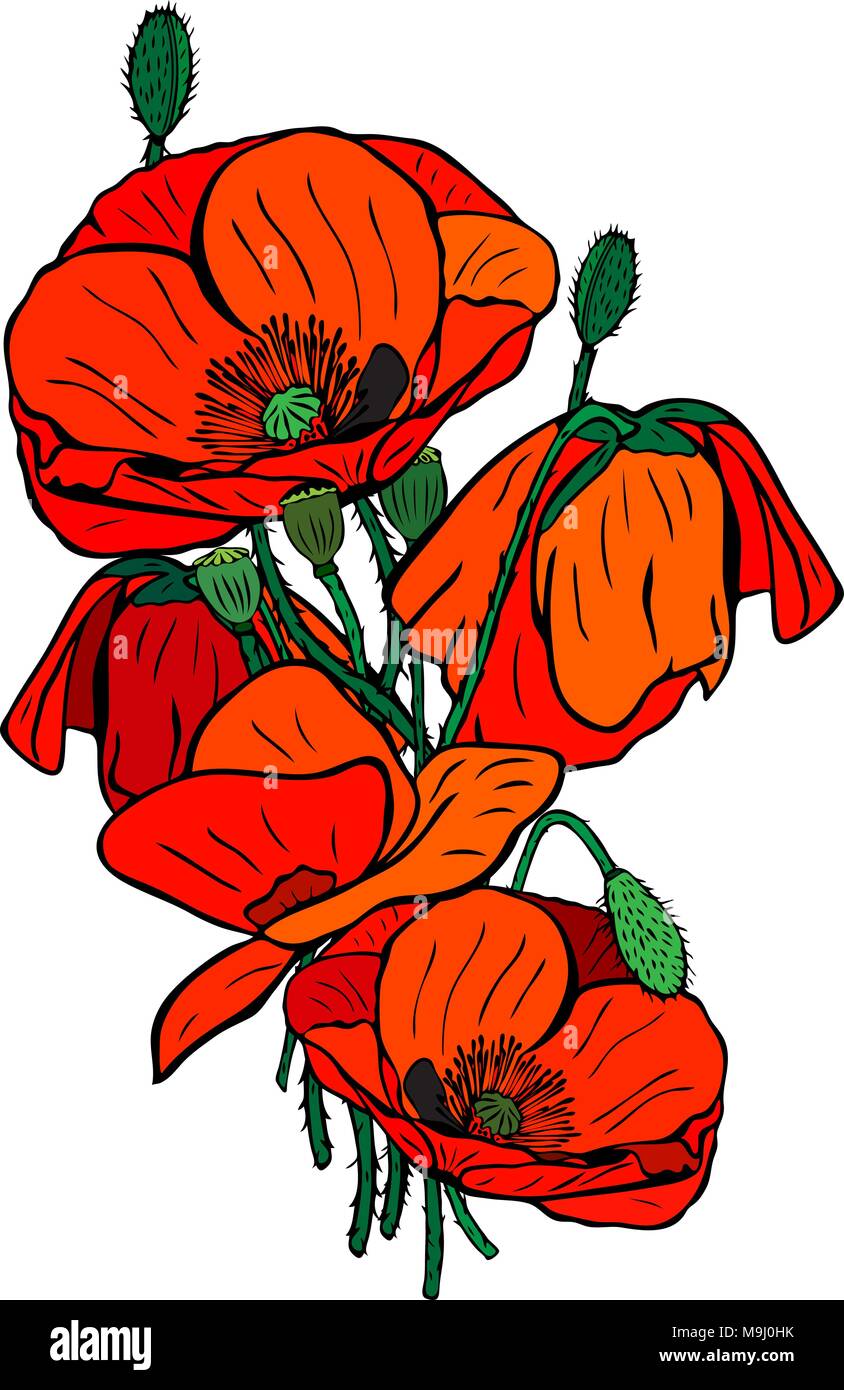 Disegnate a mano mazzo di fioritura di papaveri rossi con steli verdi e scatole isolate su sfondo bianco Illustrazione Vettoriale