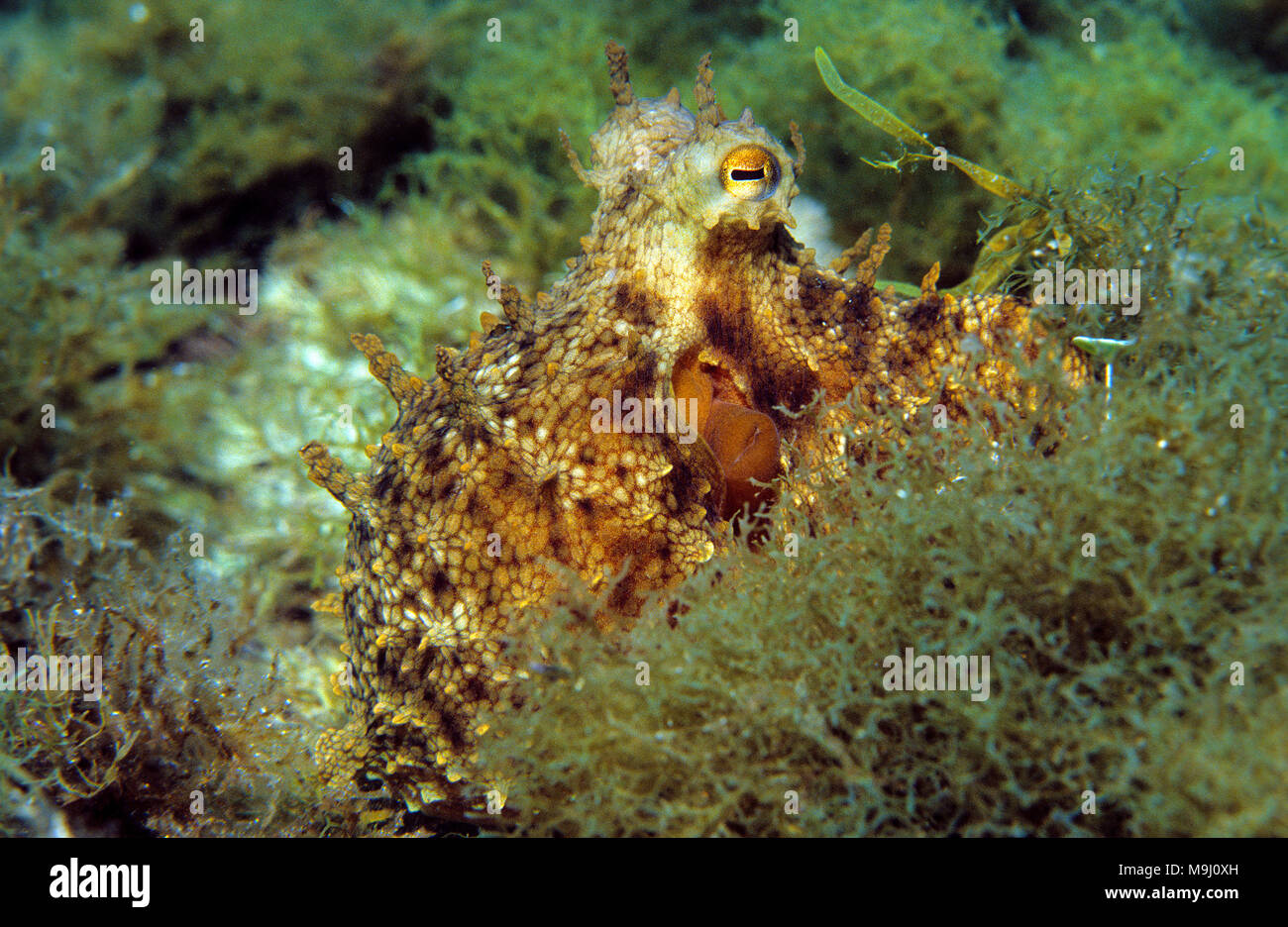 Polpo (Octopus vulgaris) in corrispondenza di un mediterraneo reef, Benidorm, Costa Blanca, Spagna, Europa Foto Stock