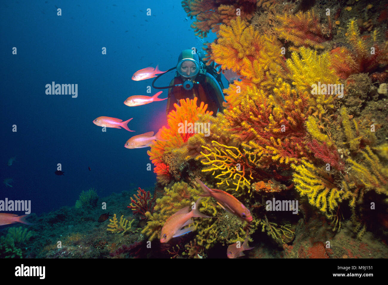 Scuba Diver a piccole polyped gorgonia (Paramuricea clavata), Mediterraneo fairy basslet (Anthias anthias), isole Medes, Costa Brava, Spagna, Europa Foto Stock