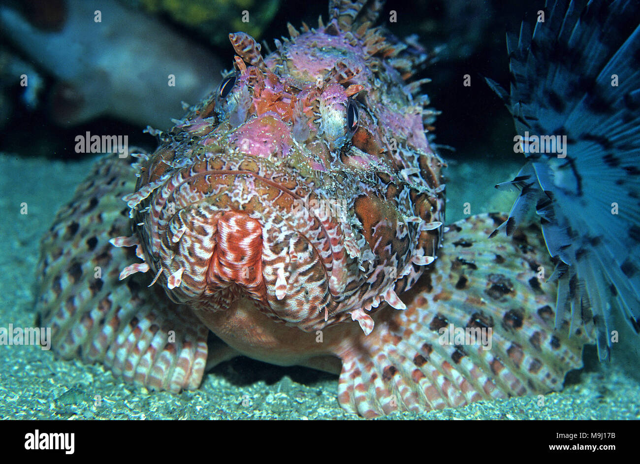 Grande pesce (Scorpaena scrofa), isole Medes, Costa Brava, Spagna, mare Mediterraneo, Europa Foto Stock