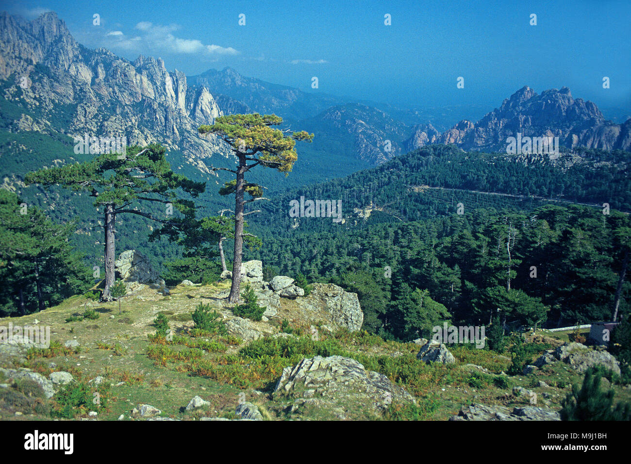 Europeo di pino nero a Col de Bavella, montagne al centro della Corsica, Francia, Mediterraneo, Europa Foto Stock