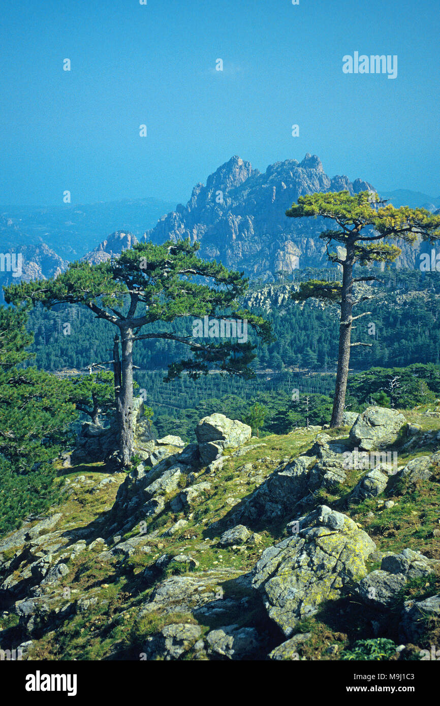 Europeo di pino nero a Col de Bavella, montagne al centro della Corsica, Francia, Mediterraneo, Europa Foto Stock