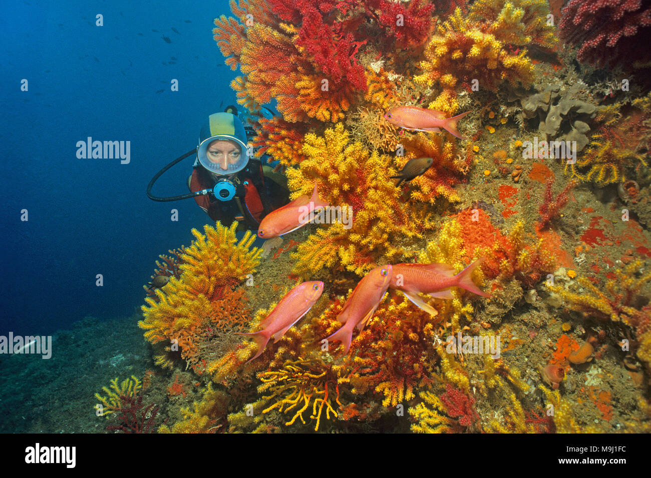 Scuba Diver a piccole polyped gorgonia (Paramuricea clavata), Mediterraneo fairy basslet (Anthias anthias), isole Medes, Costa Brava, Spagna, Europa Foto Stock