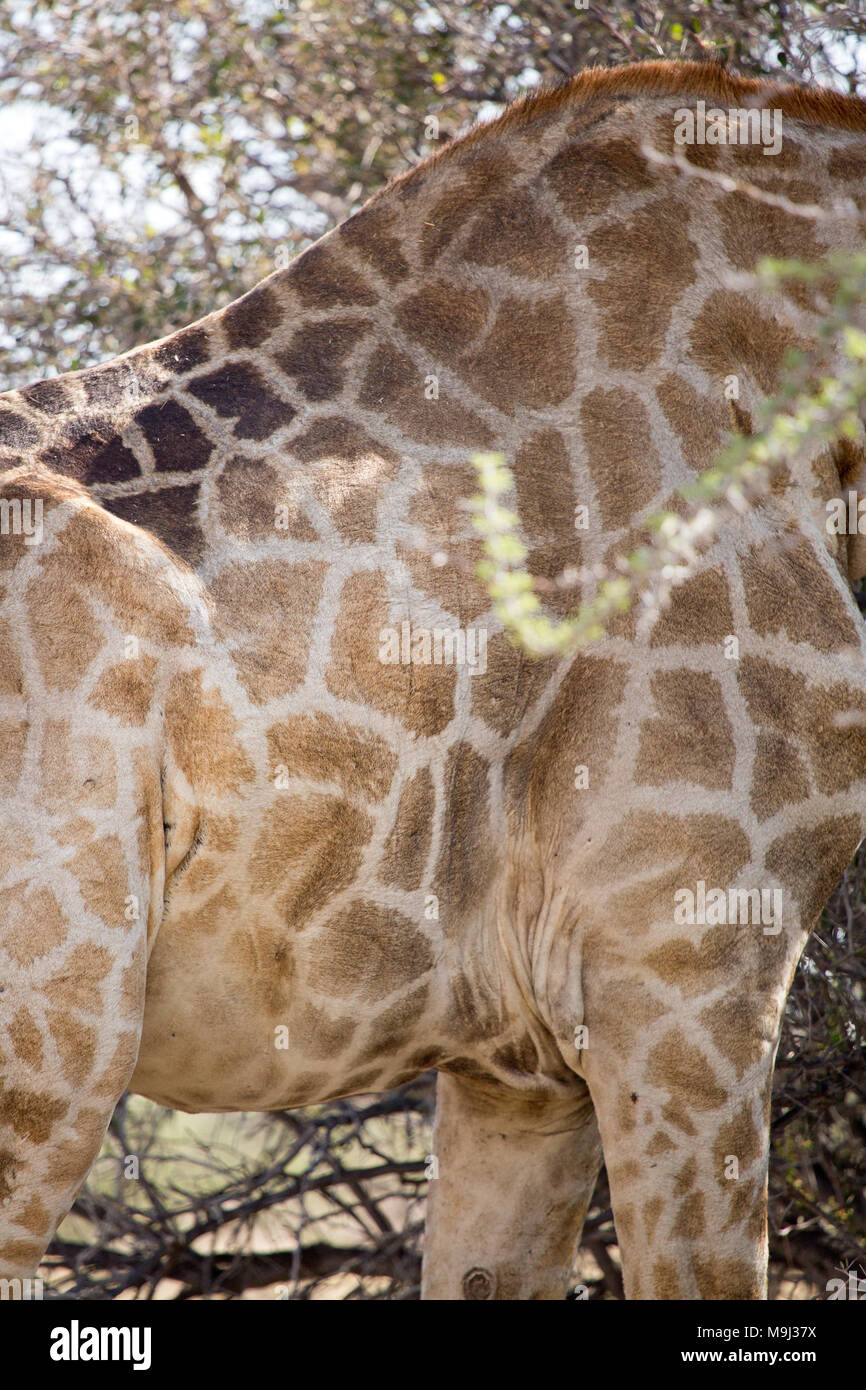 La giraffa, la fauna selvatica nel parco nazionale di Etosha, Namibia Africa Foto Stock