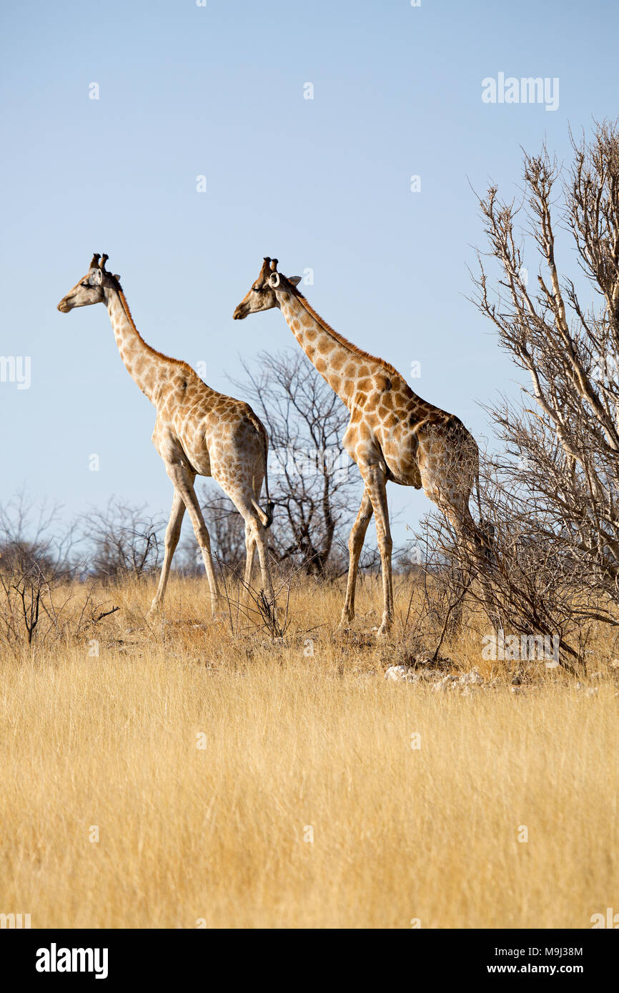 La giraffa, la fauna selvatica nel parco nazionale di Etosha, Namibia Africa Foto Stock