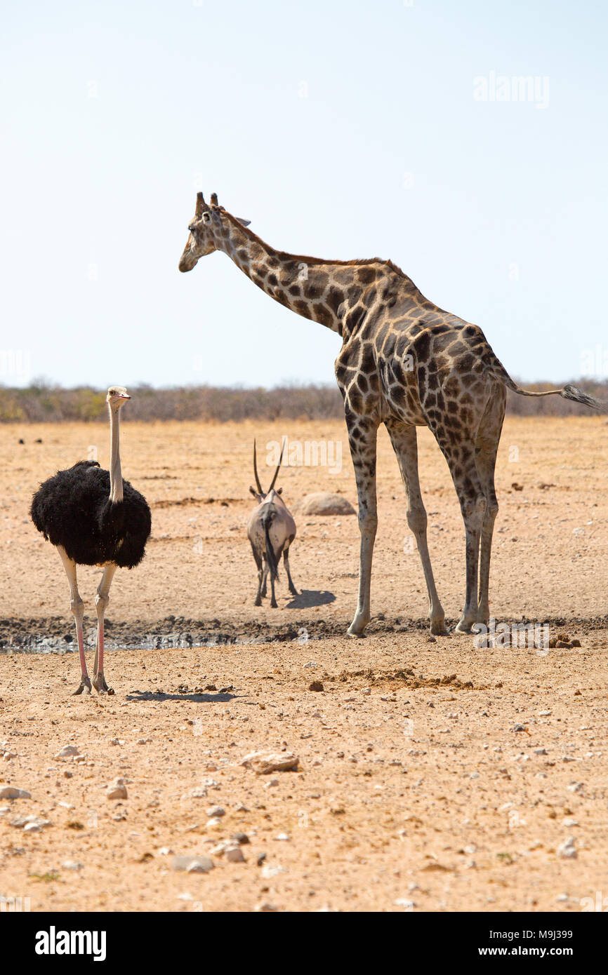 I tre muskatiers, Wildlifein Namibia Africa Foto Stock