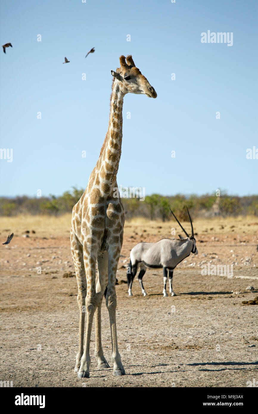 Giraffa e amici, Wildlifein Namibia Africa Foto Stock